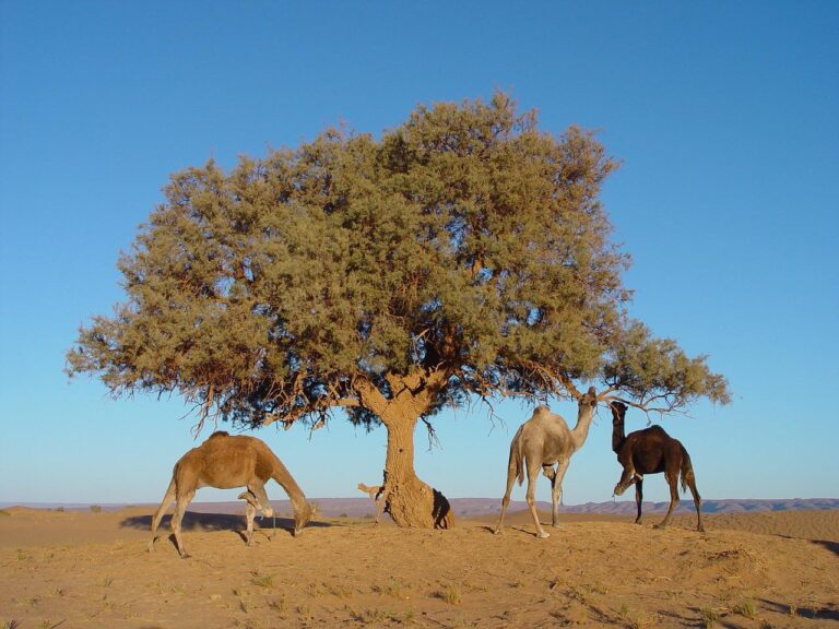 Casablanca desert tours