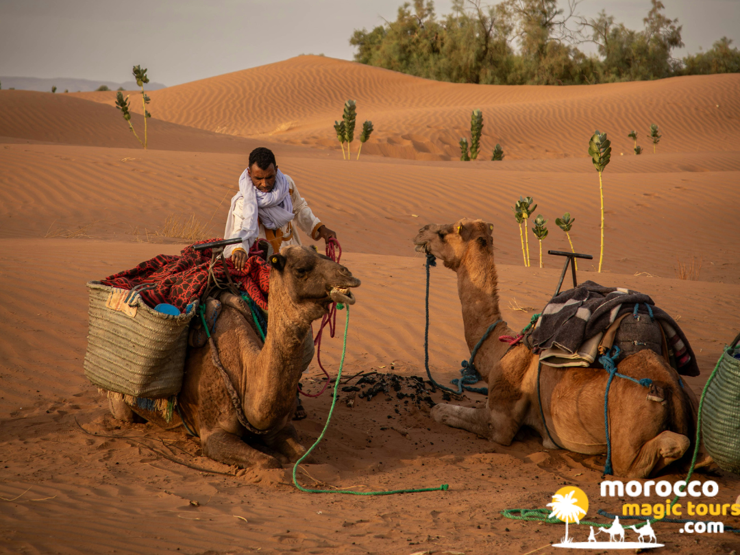 Two dromedaries resting on the golden sand dunes with a local caravan guide during a 2 day desert tour from Marrakech to Zagora.