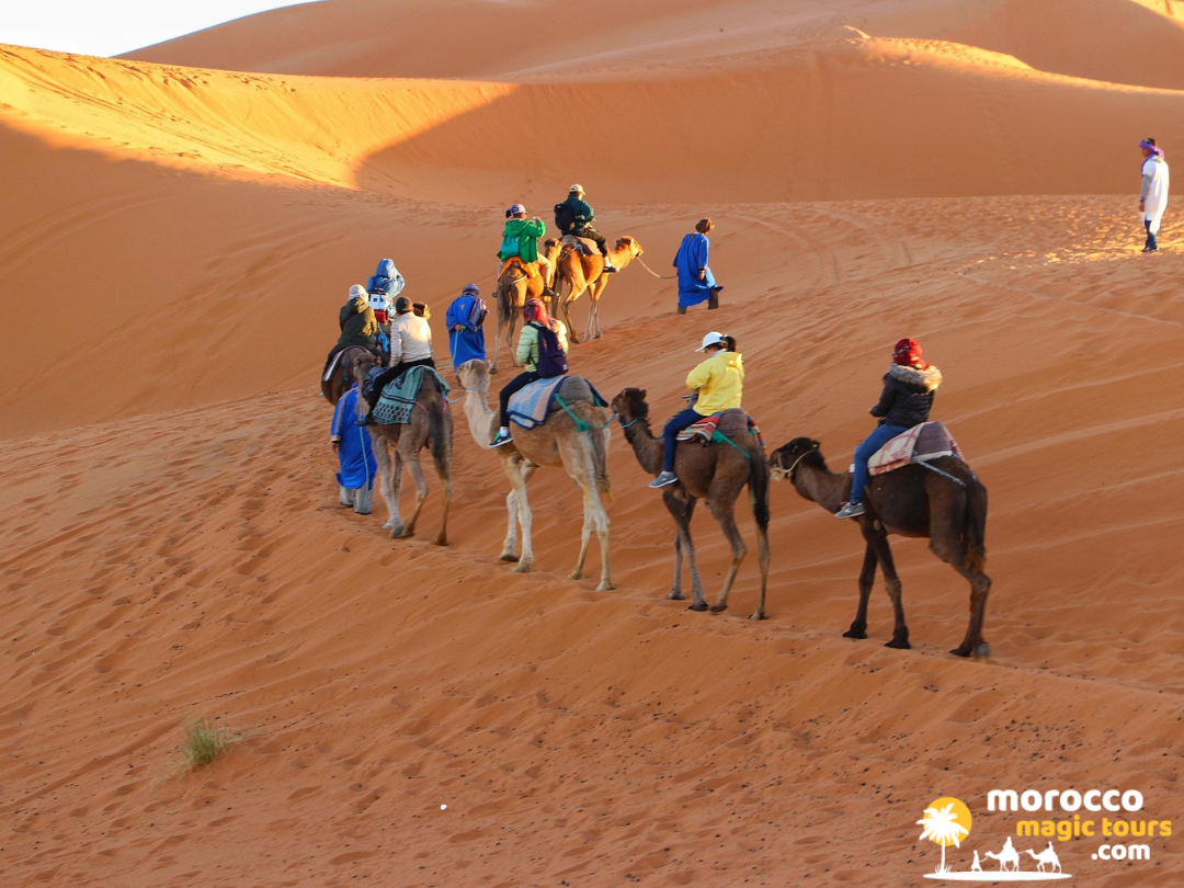 A line of travelers riding dromedary camels over golden sand dunes at sunset on a comprehensive tour Sahara desert Morocco.