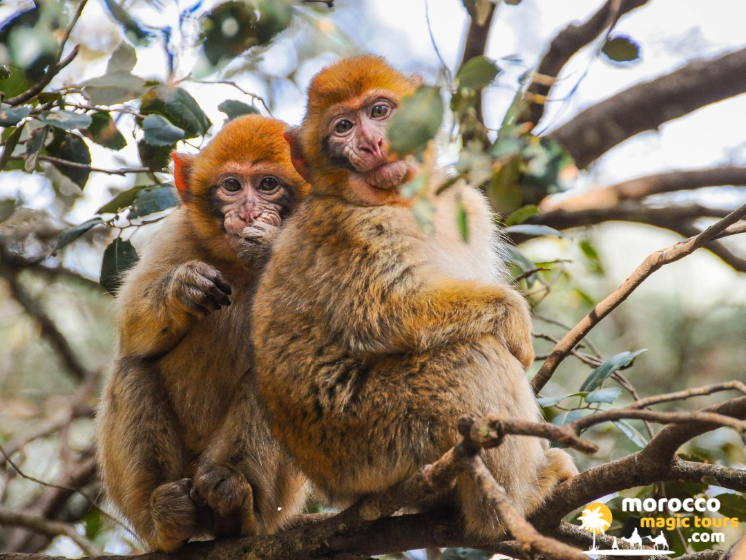 Two wild Barbary macaques huddled close together on a tree branch in the Azrou cedar forest during a Morocco Fes to Marrakech road trip.