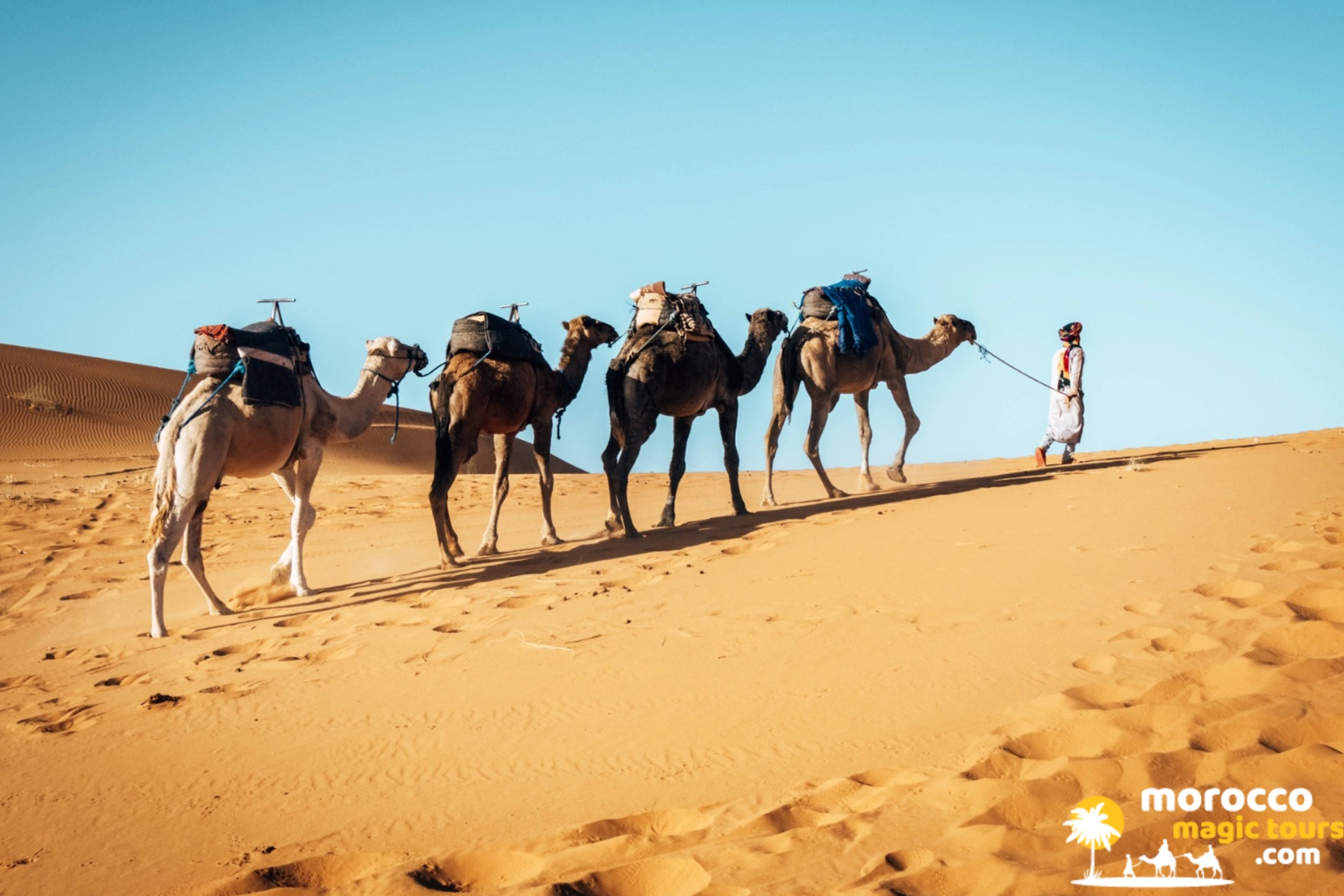 Berber guide leading a line of dromedaries across the Erg Chebbi sand dunes on a 6 days Sahara desert tour from Tangier