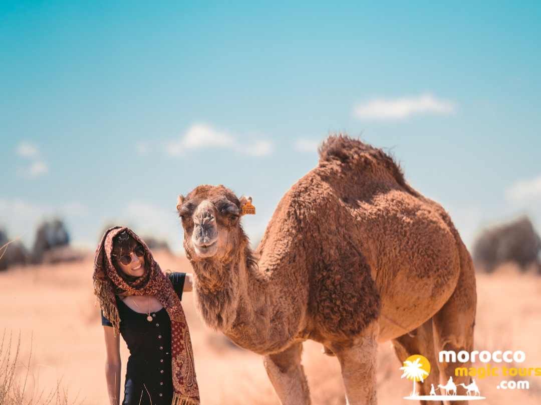A smiling traveler wearing a traditional headscarf stands next to a dromedary camel in the Moroccan Sahara desert during a Morocco Magic Tours excursion.