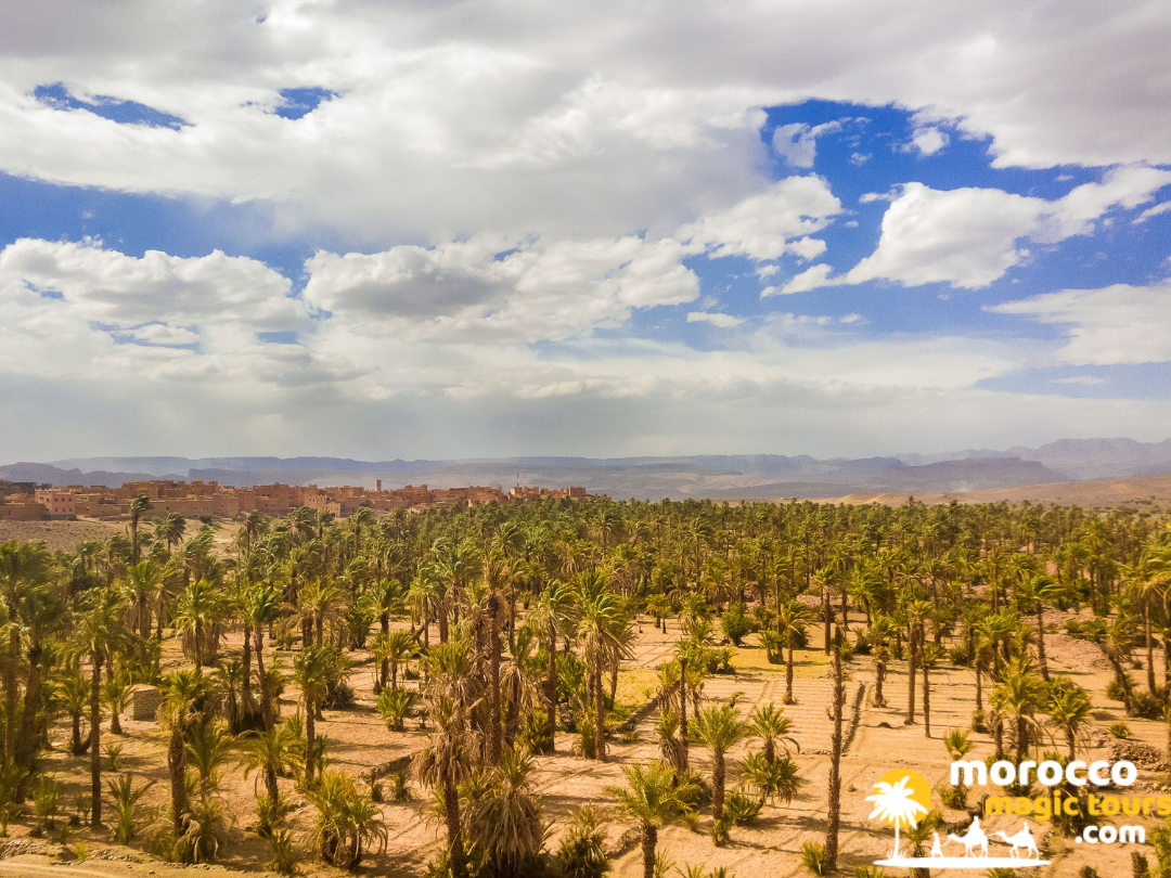 Vast green palm tree oasis of the Draa Valley stretching toward distant desert mountains under a blue sky.