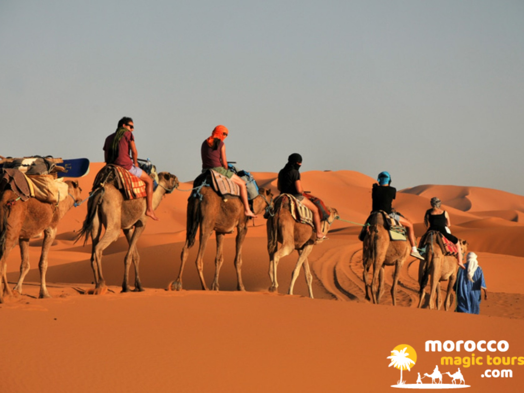 A line of travelers enjoying a dromedary trek across the sand dunes on a 10 day morocco itinerary from casablanca.
