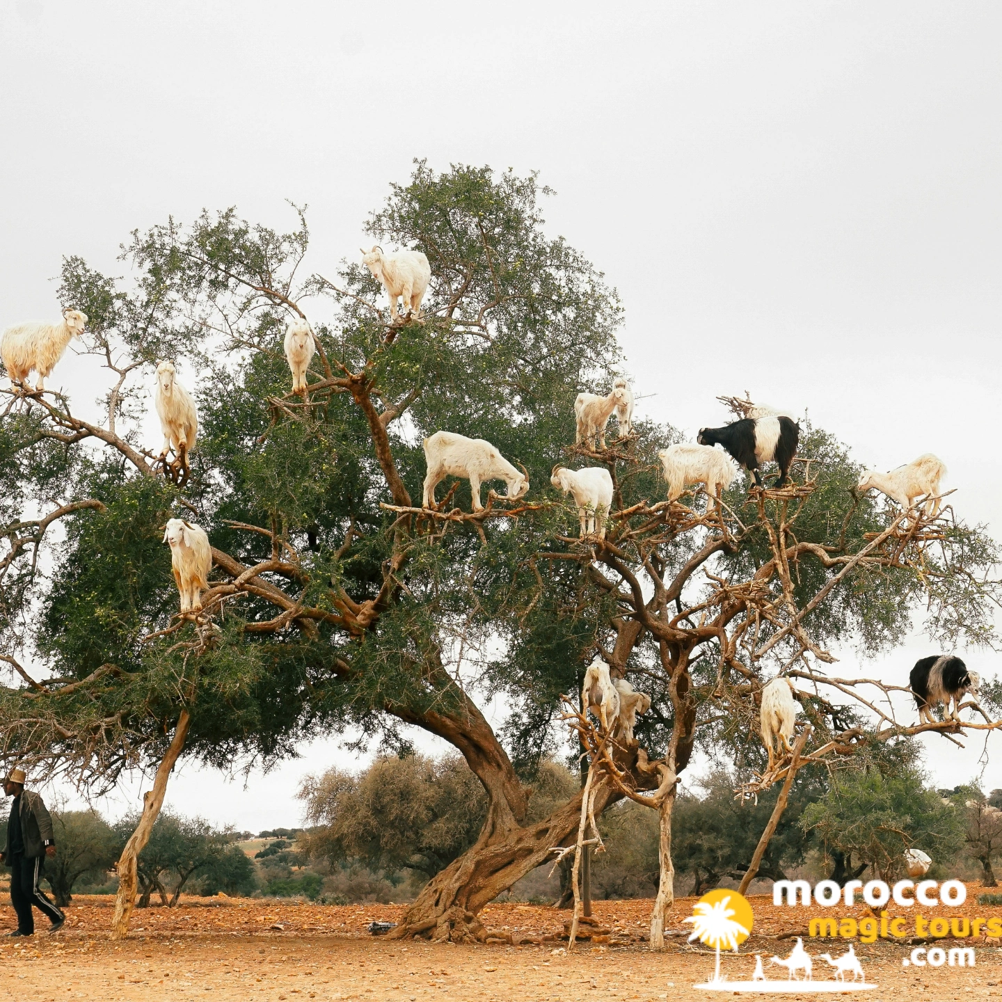 Goats climbing argan trees on the Marrakech to Essaouira road