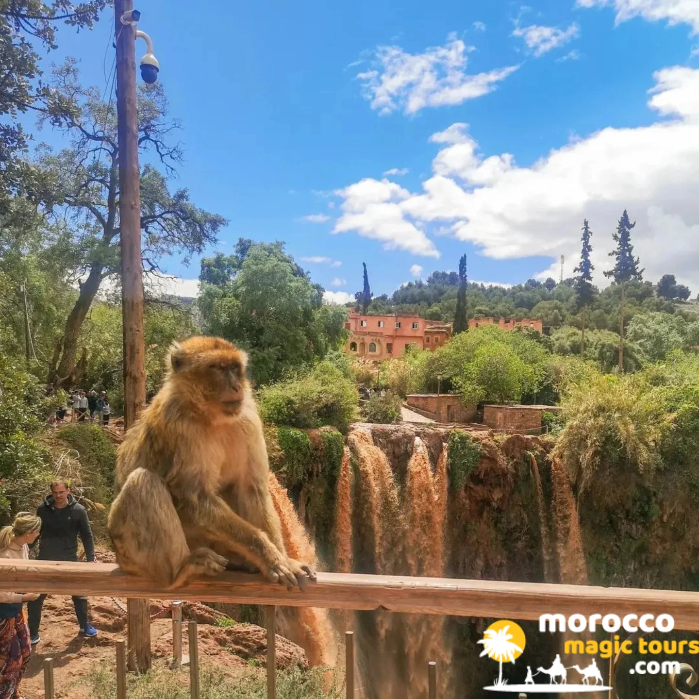 Barbary macaque near the falls on the Ouzoud Waterfalls tour